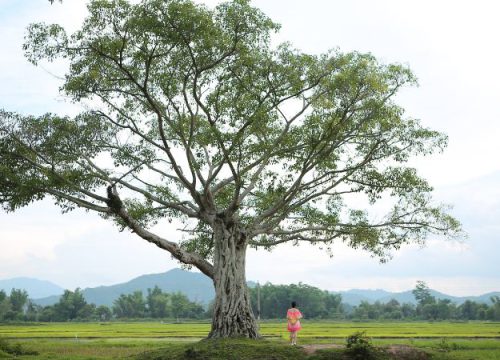 5 địa điểm du lịch Lắk (Đắk Lắk) cho chuyến đi hoàn hảo